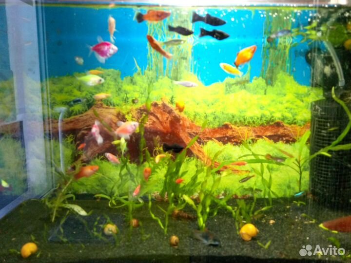 Аквариумистика