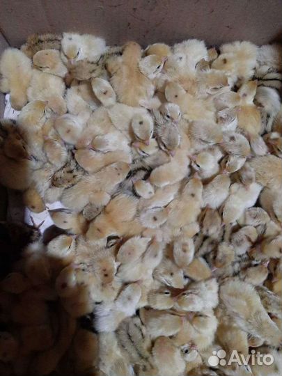 Перепелята