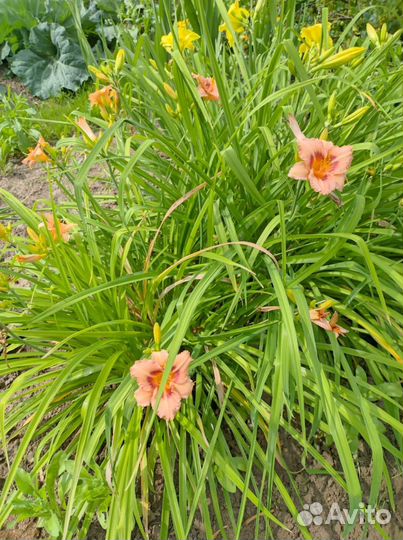 Цветы садовые многолетние