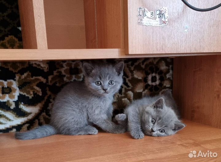 Британские котята