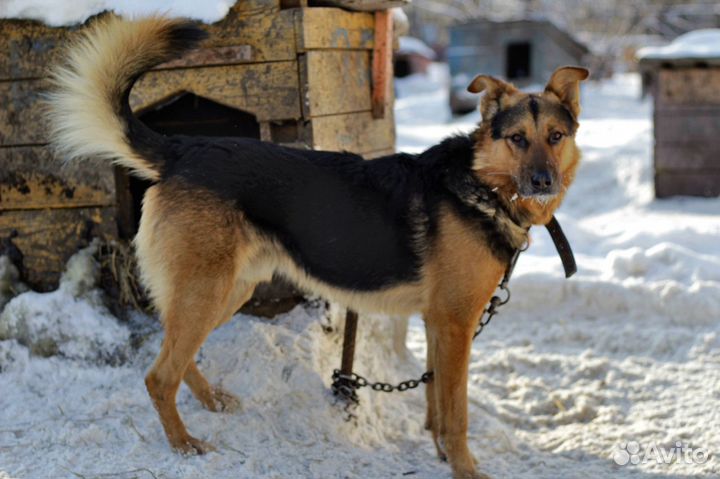 Отличный охранник Лукас
