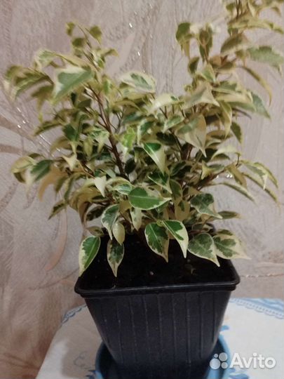 Фикус бенджамина белый