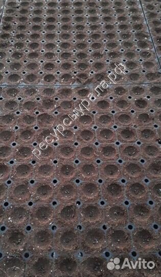 Сеянцы Сосна Ель зкс закрытая корневая система