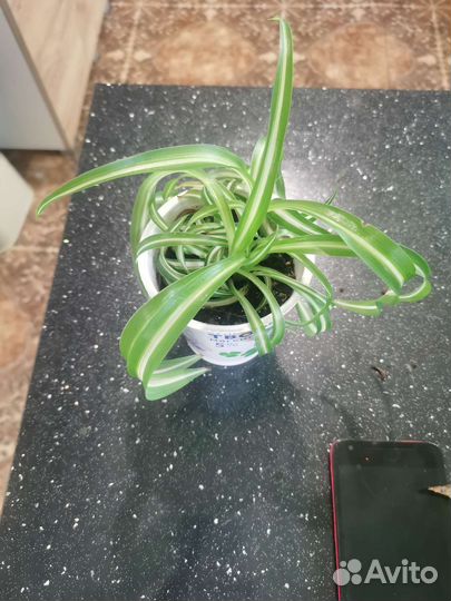 Спатифиллум