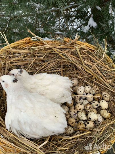 Инкубационное яйцо перепелов