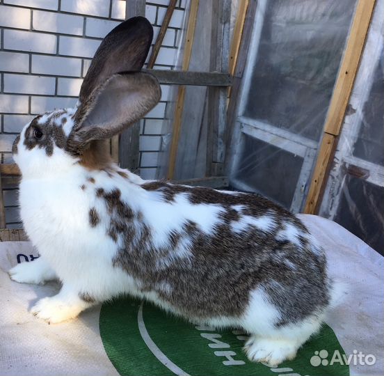 Кролихи разных пород