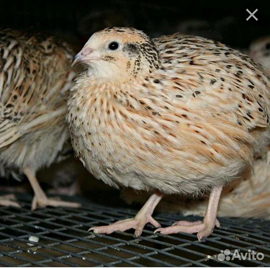 Перепела (мясо,яйца,цыплята)