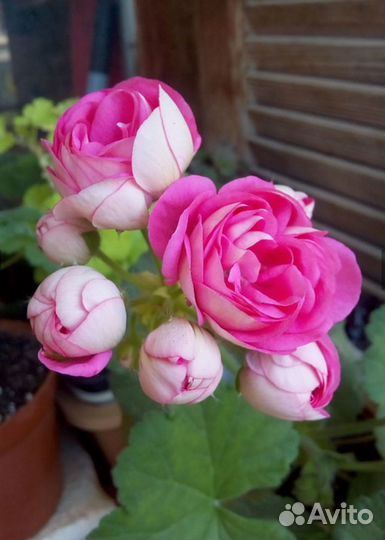 Пеларгония герань Мара Чаровница