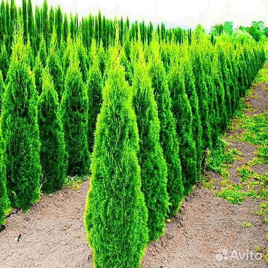 Туи зеленые
