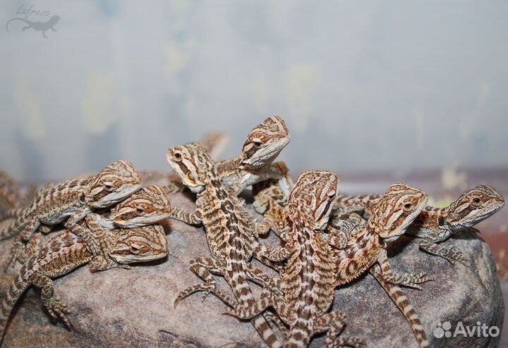 Бородатая агама малыши