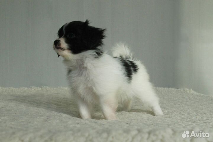 Щенок фалена мальчик