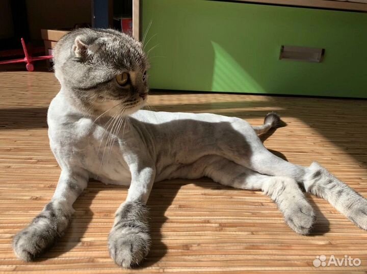 Стрижка кошек. Грумер