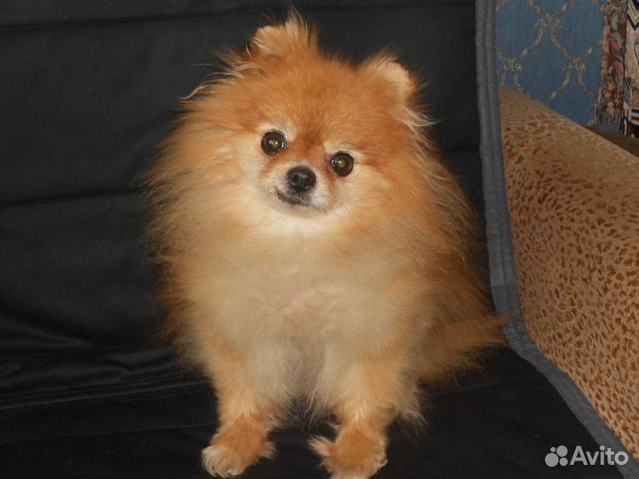 Найдена собака