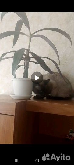 Цветок Рэо