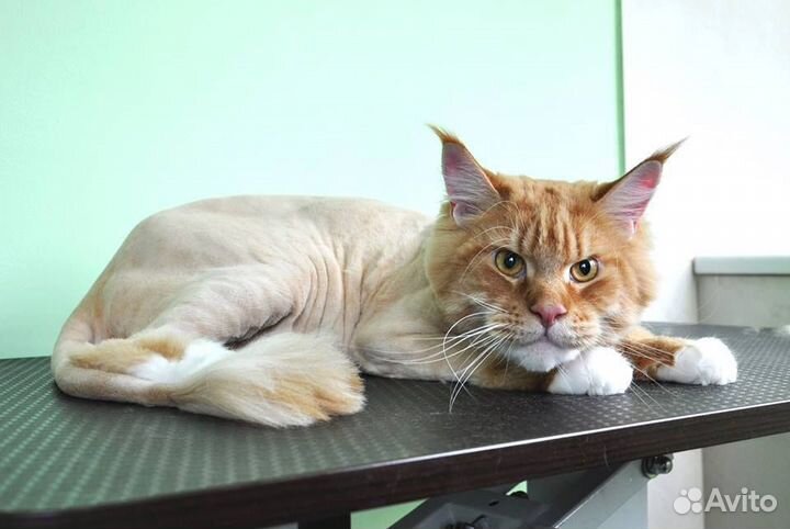 Стрижка кошек и собак с выездом на дом