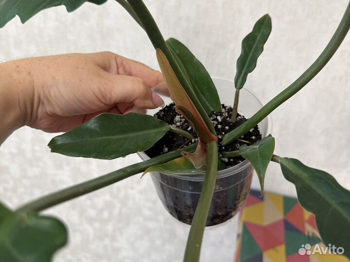 Филодендрон Карамель Марбл