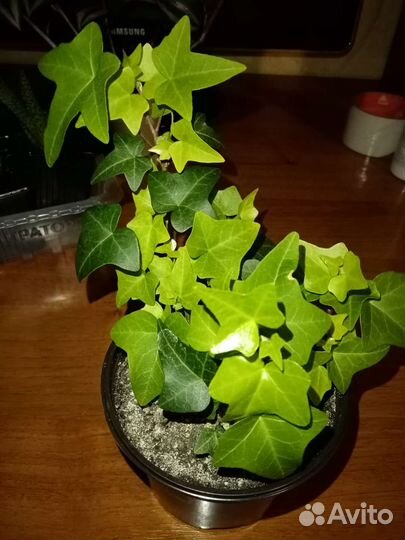 Цветы домашние в горшках