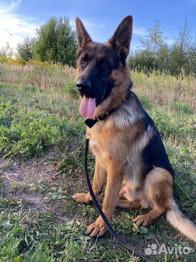 Немецкая овчарка, кобель, вязка