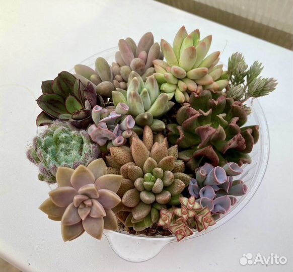 Суккуленты