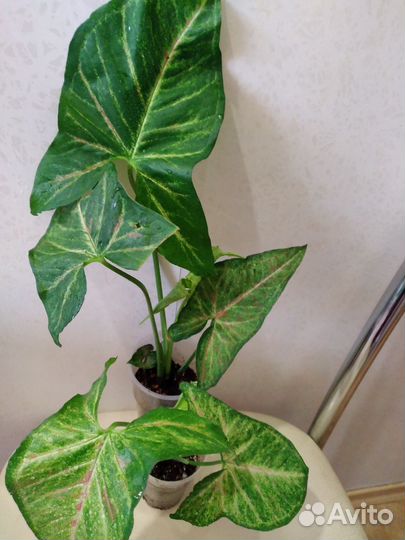 Сингониумы