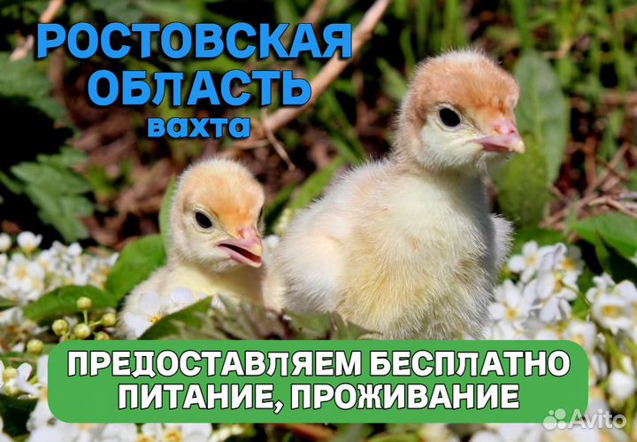 Вахта/Упаковщик/Ростовская область