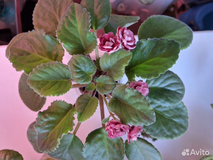 Набор из 10 сортовых фиалок