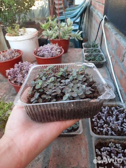 Каллизия розовая, жёлтая, зелёная (черенки)