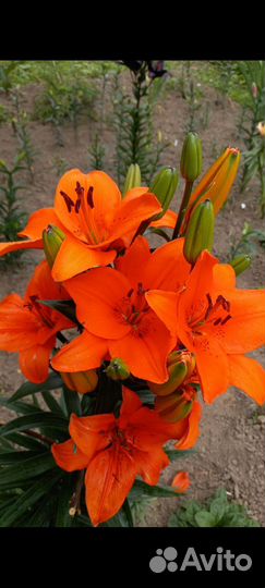 Цветы лилии луковицы