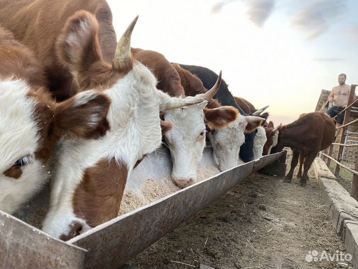 Корова стельная