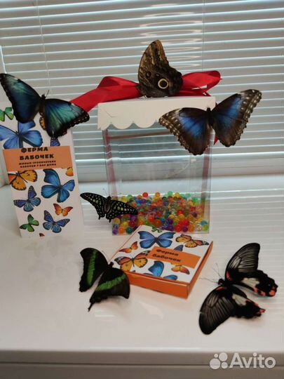 Ферма с бабочками