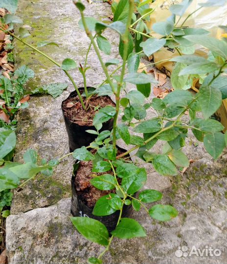 Саженцы голубики