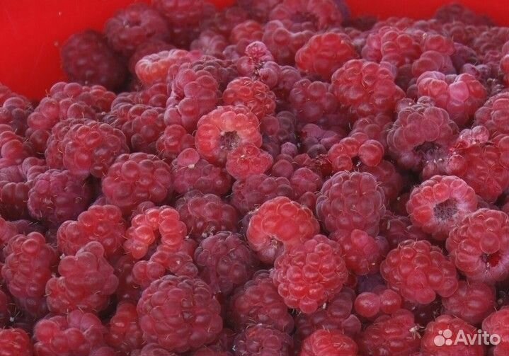 Клубника и Малина из Киргизии