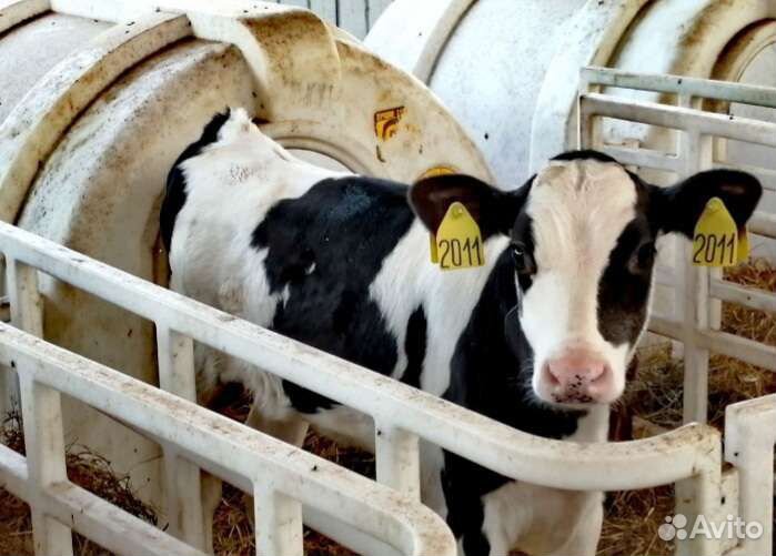 Телята бычки