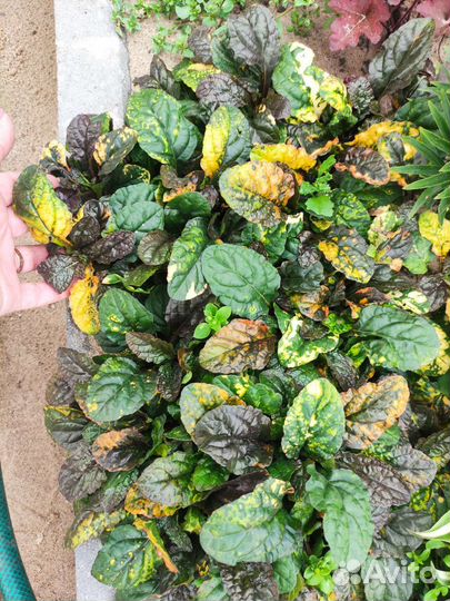 Почвопокровные растения почвопокровники