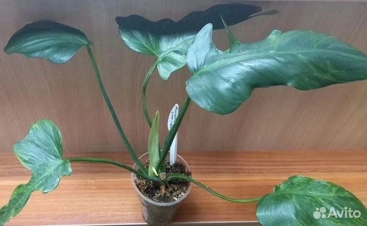 Филодендроны