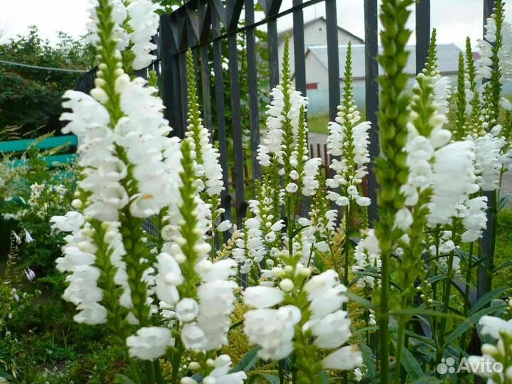 Макалея, Книфофия,Физостегия