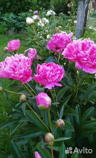 Пионы розовые саженцы