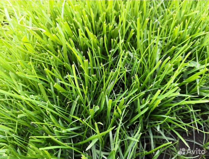 Семена мятлик луговой 