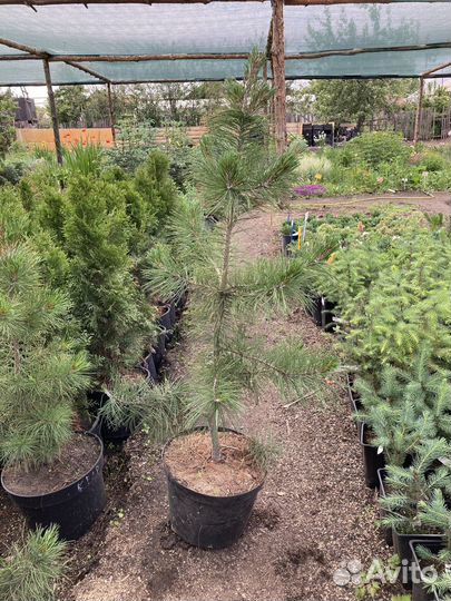 Кедр Сибирский из питомника растений