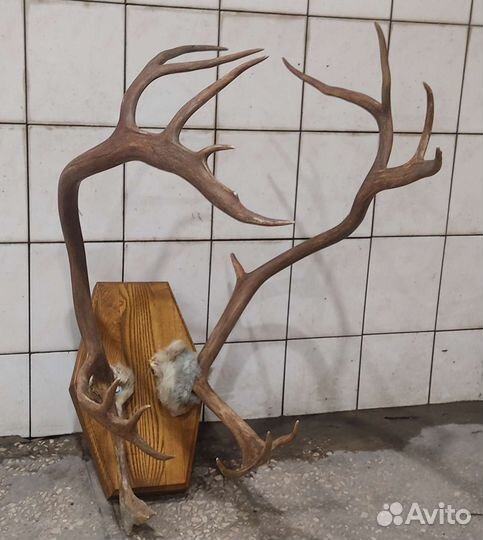 Рога оленя большие