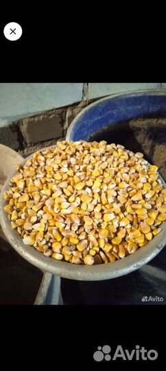 Кукуруза, ячмень, пшеница