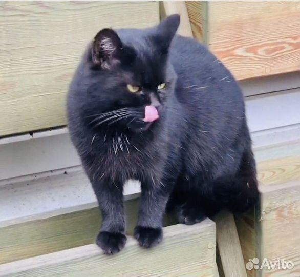 Кошечка ласковая в дом