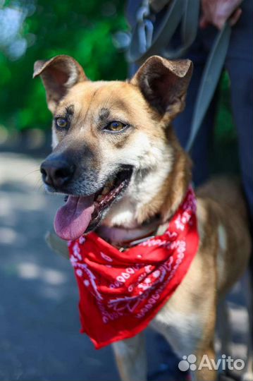 Уютный пёсик Бивис