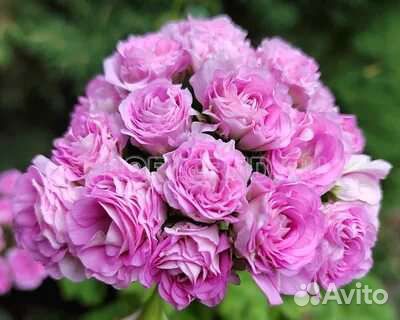 Ю- Мерлезон 2