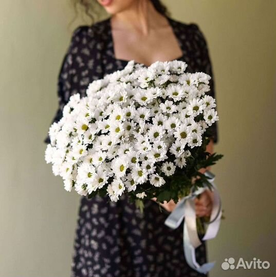 Хризантема