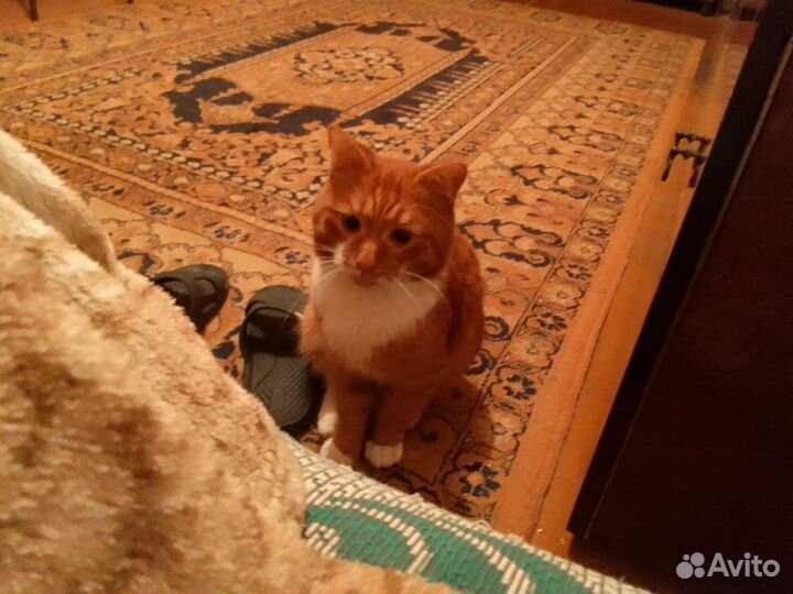 Кот потерялся