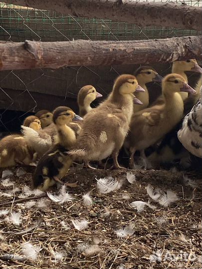 Мускусные утки индоутки индоутята