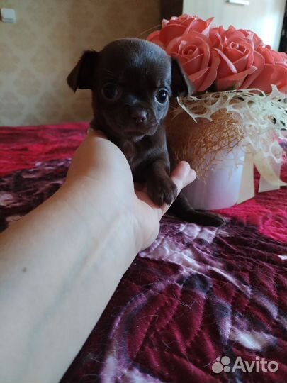 Щенки чихуахуа