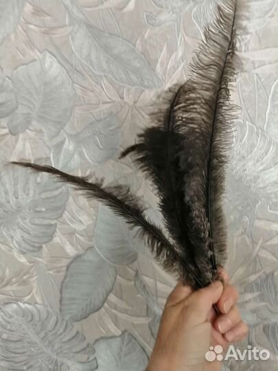 Перья страуса