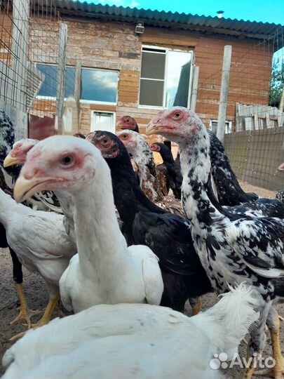 Цыплята О Шамо